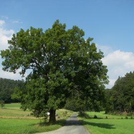 Runenkunde – Unterschiede