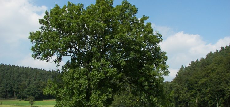 Runenkunde – Unterschiede